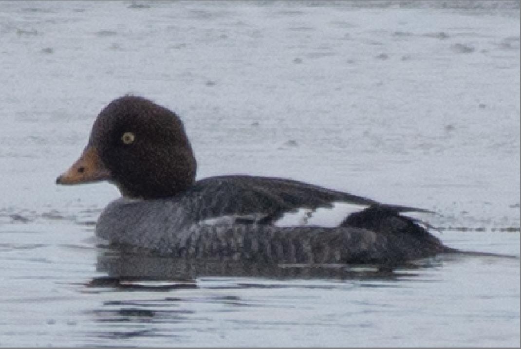 Barrow's Goldeneye - Tom Dougherty