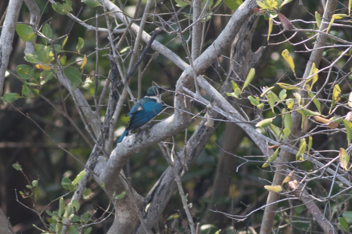 Collared Kingfisher - ML289069731