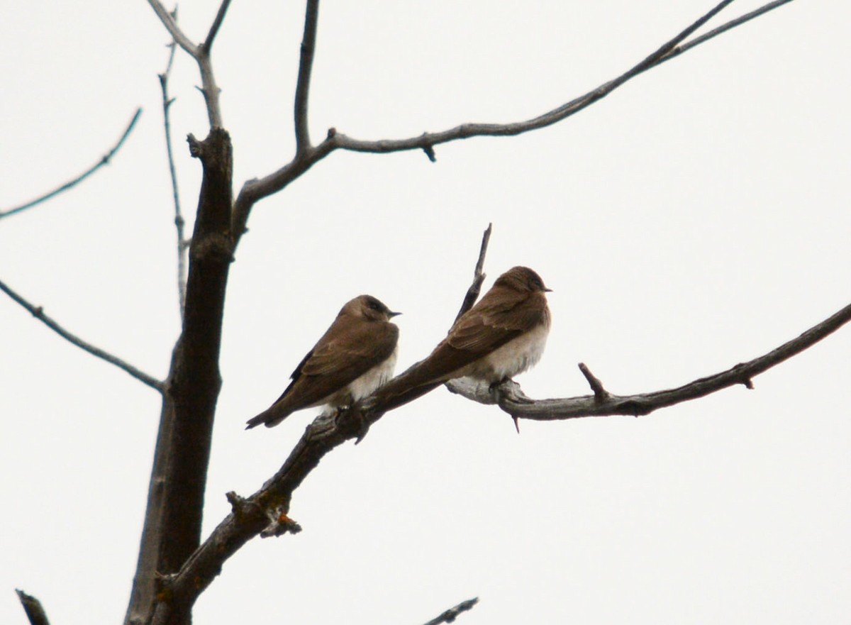 Northern Rough-winged Swallow - Hal Robins