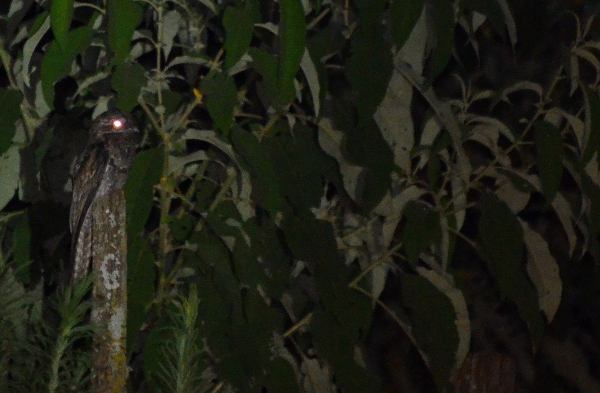 Common Potoo - ML289072781