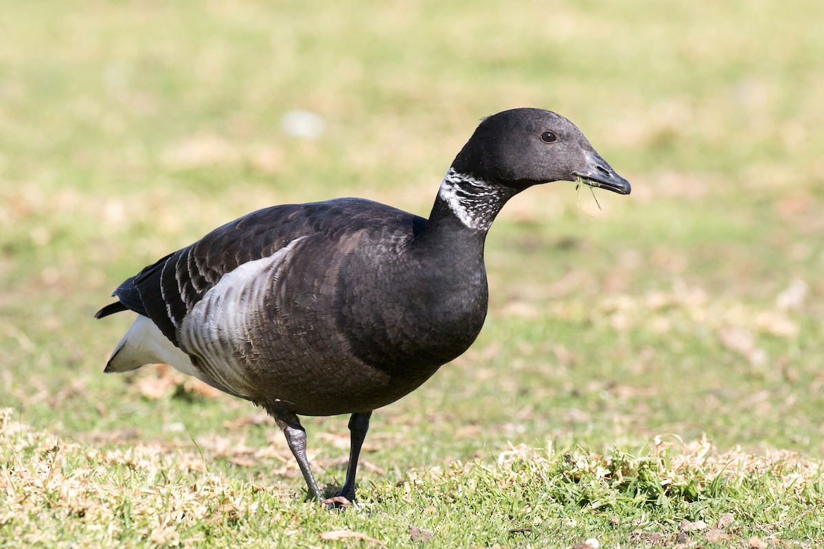 Brant (Black) - Garrett Lau