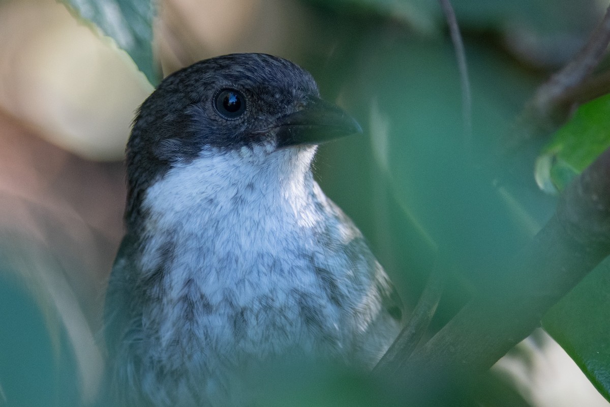 Puerto Rican Tanager - ML289073541