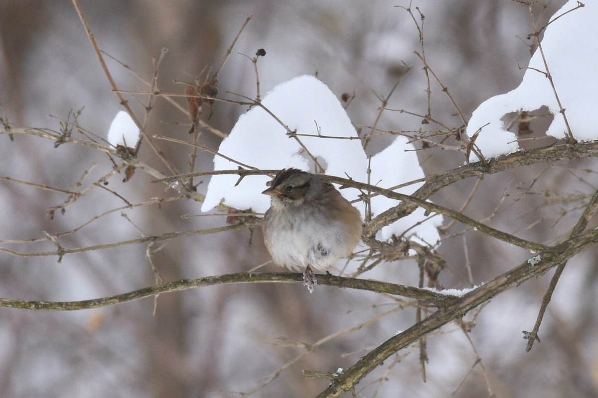 Swamp Sparrow - Brian Schmoke