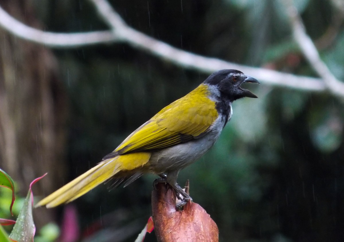 Black-headed Saltator - ML289077621