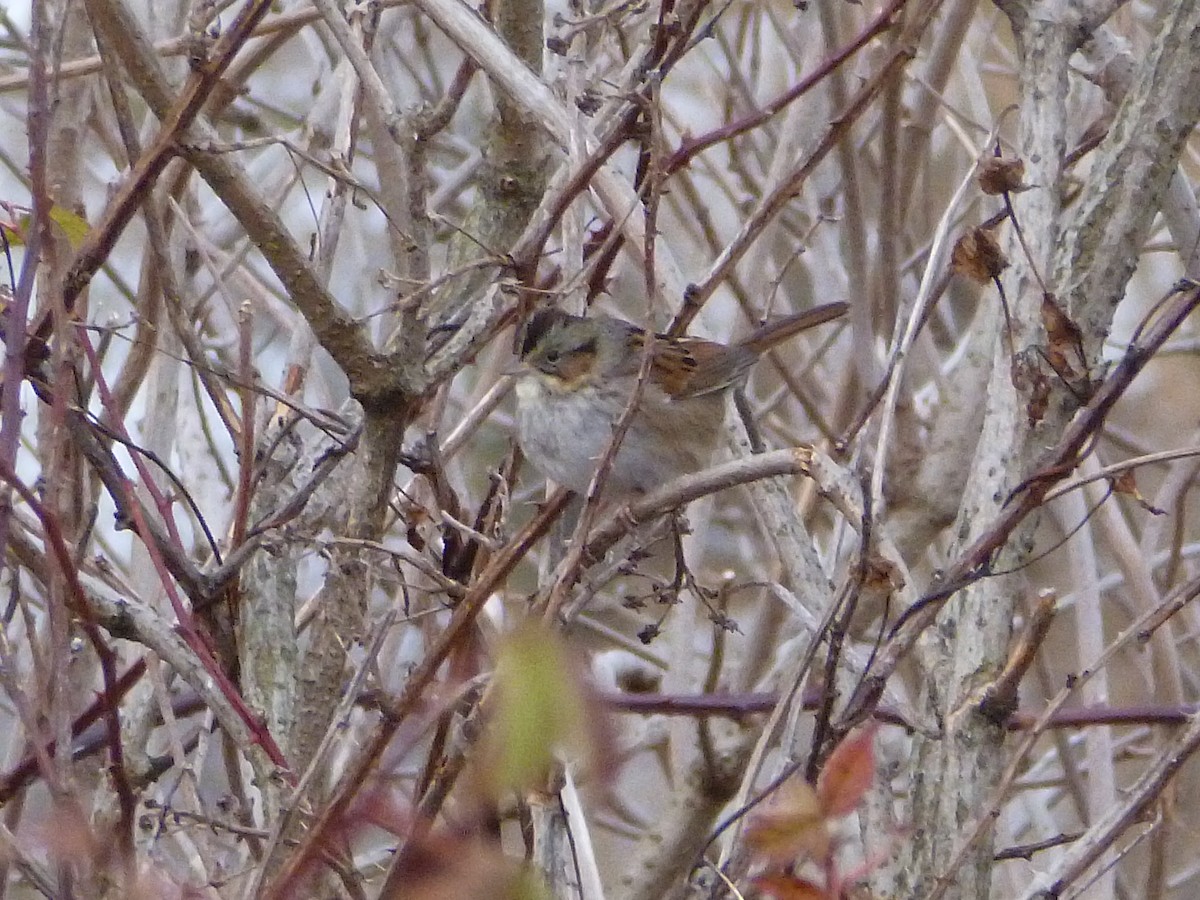Swamp Sparrow - ML289078391