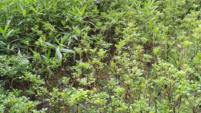 Japanese Bush Warbler - ML289081301