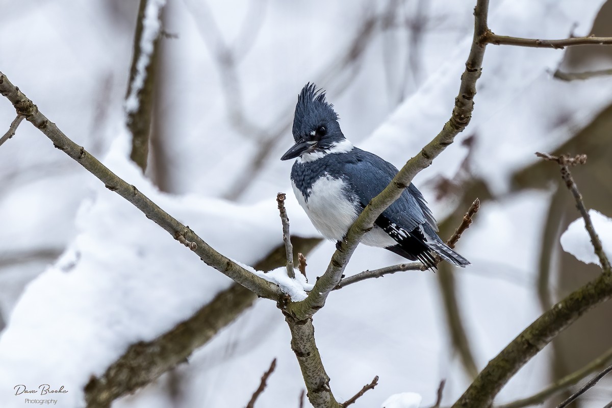 Belted Kingfisher - ML289083561