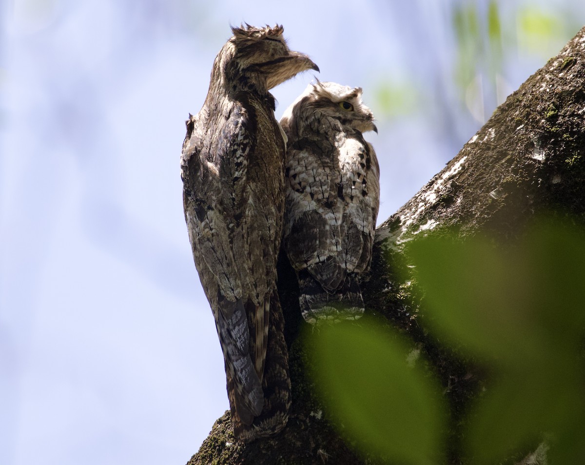 Common Potoo - ML289086461