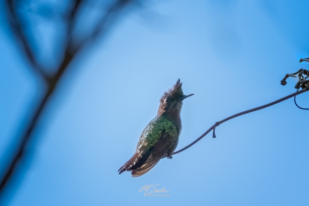 Antillean Crested Hummingbird - Manuel Seda