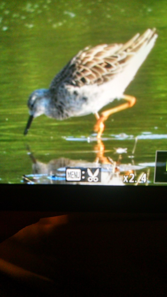 Ruff - ML28908801
