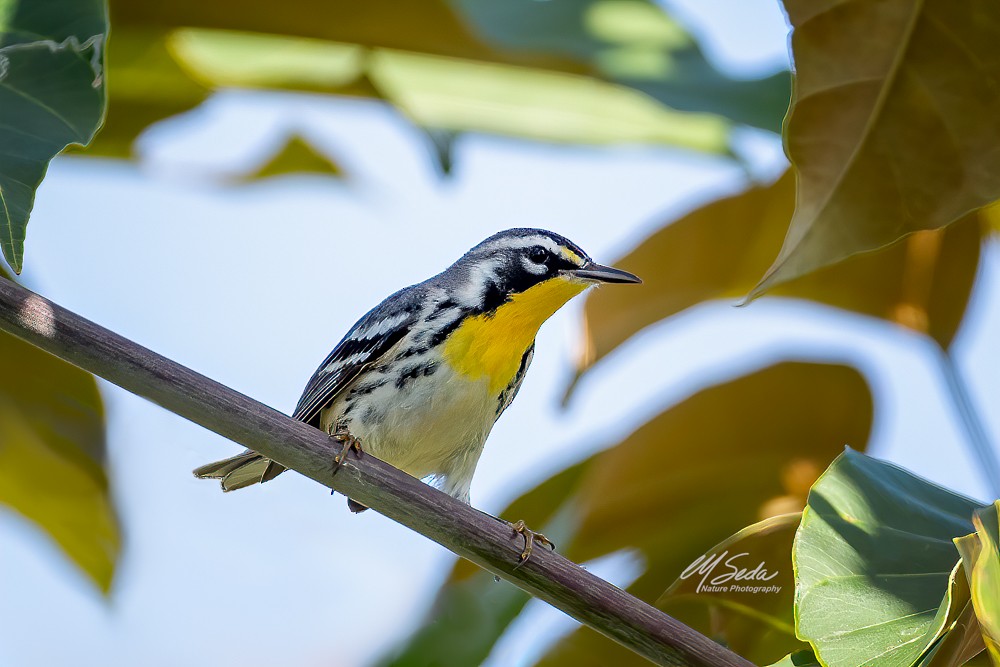 Yellow-throated Warbler - Manuel Seda