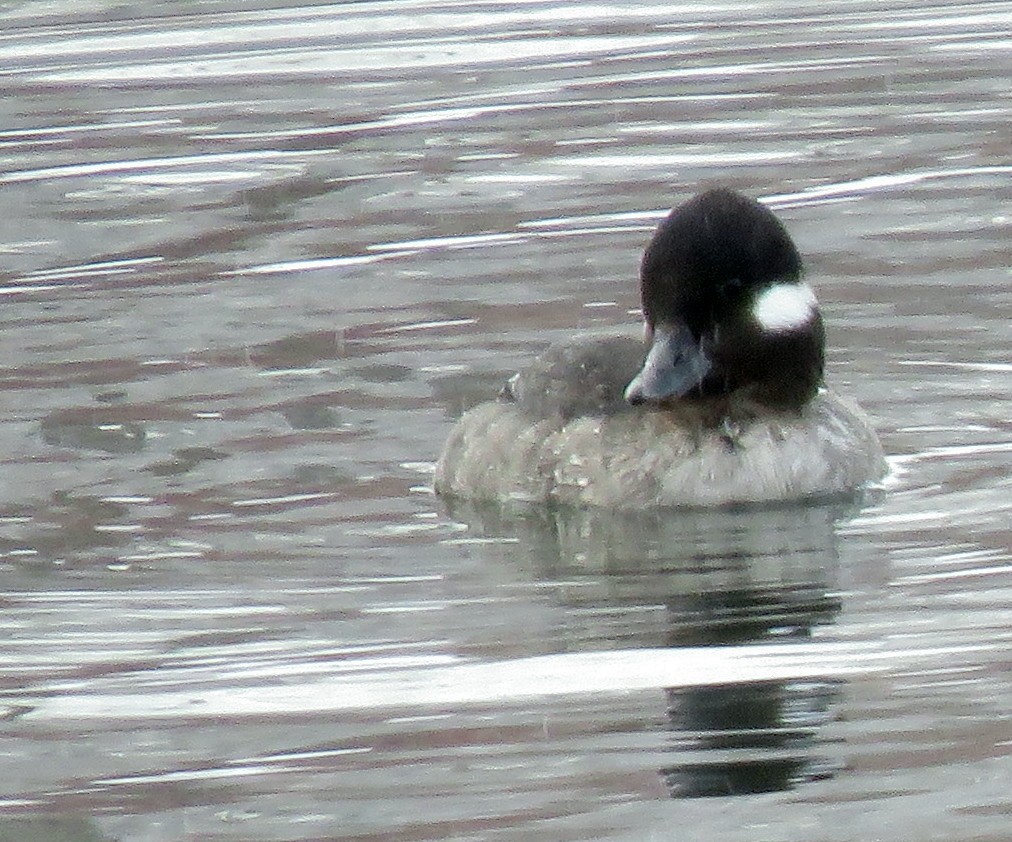 Bufflehead - Catherine Hagen