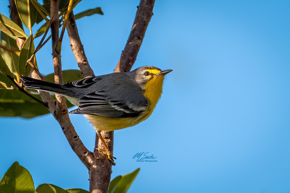 Adelaide's Warbler - Manuel Seda