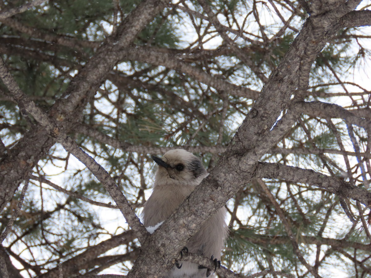 Canada Jay - ML289089951