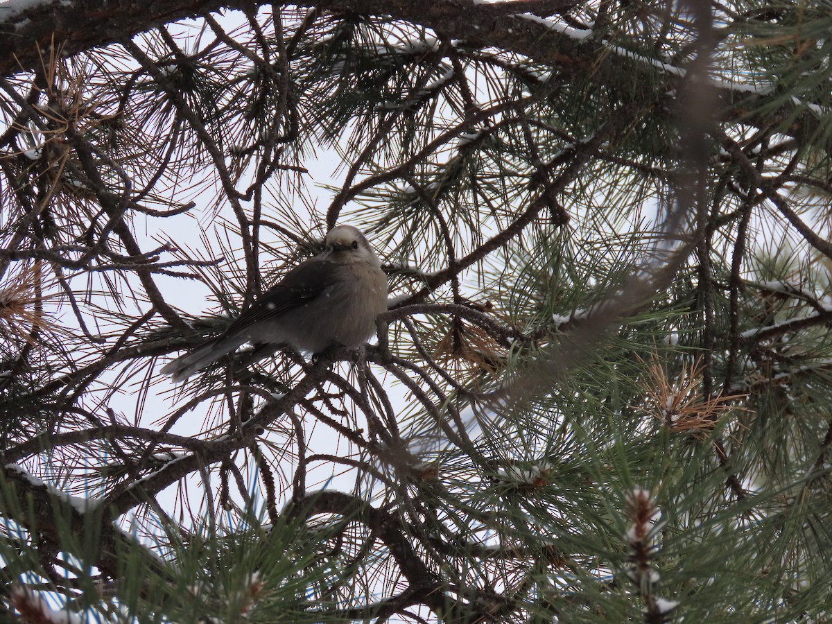 Canada Jay - ML289089961