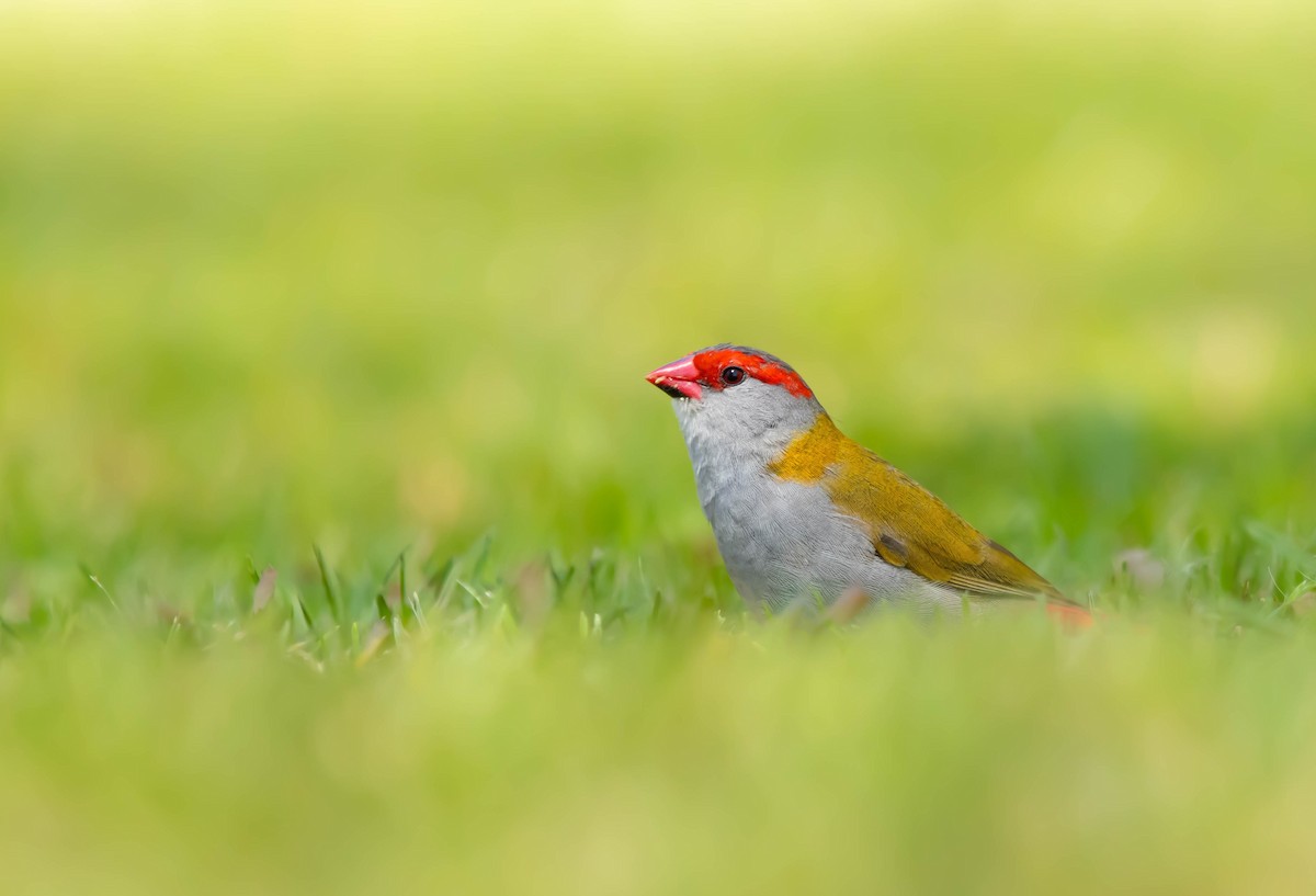 Red-browed Firetail - ML289090771