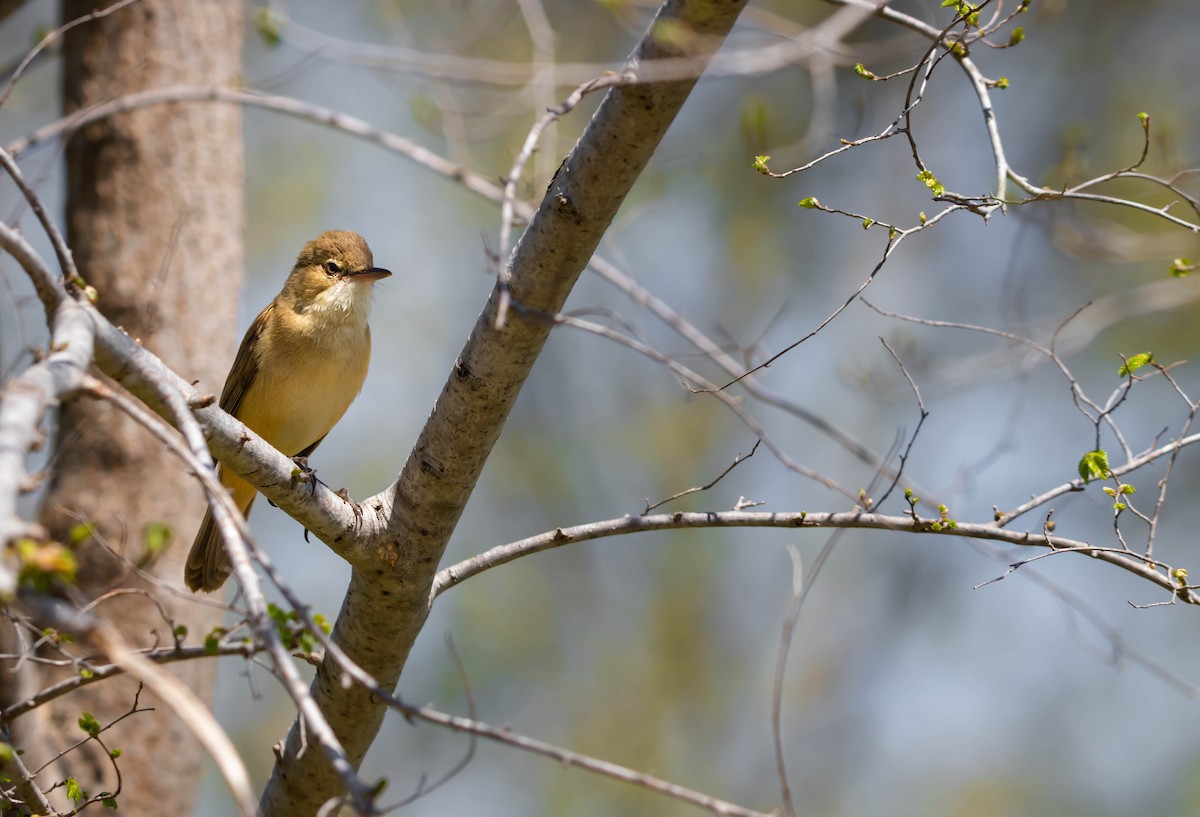 Australian Reed Warbler - ML289090841