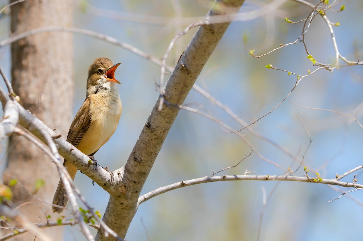 Australian Reed Warbler - ML289090851