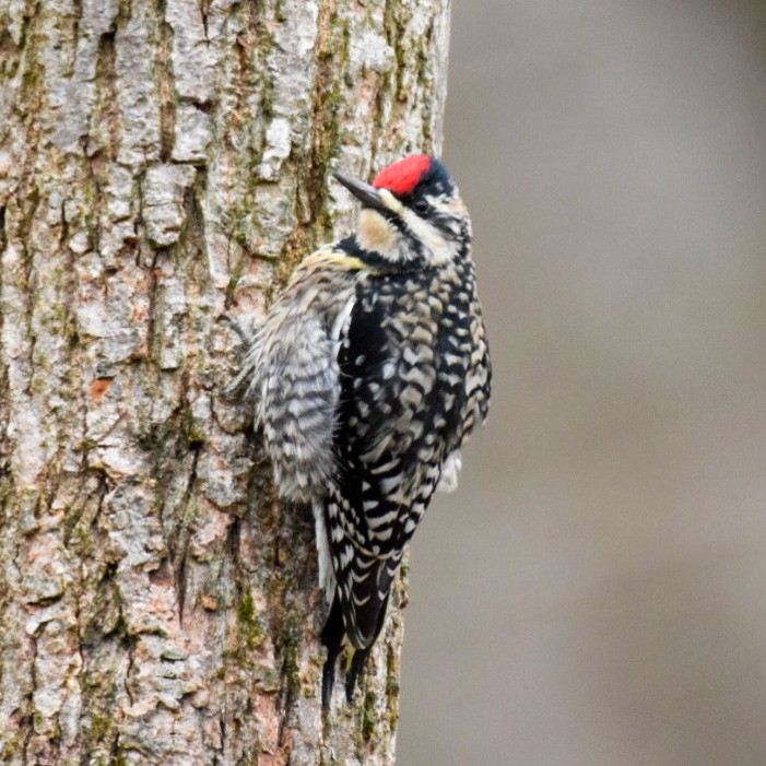 Yellow-bellied Sapsucker - ML289091221