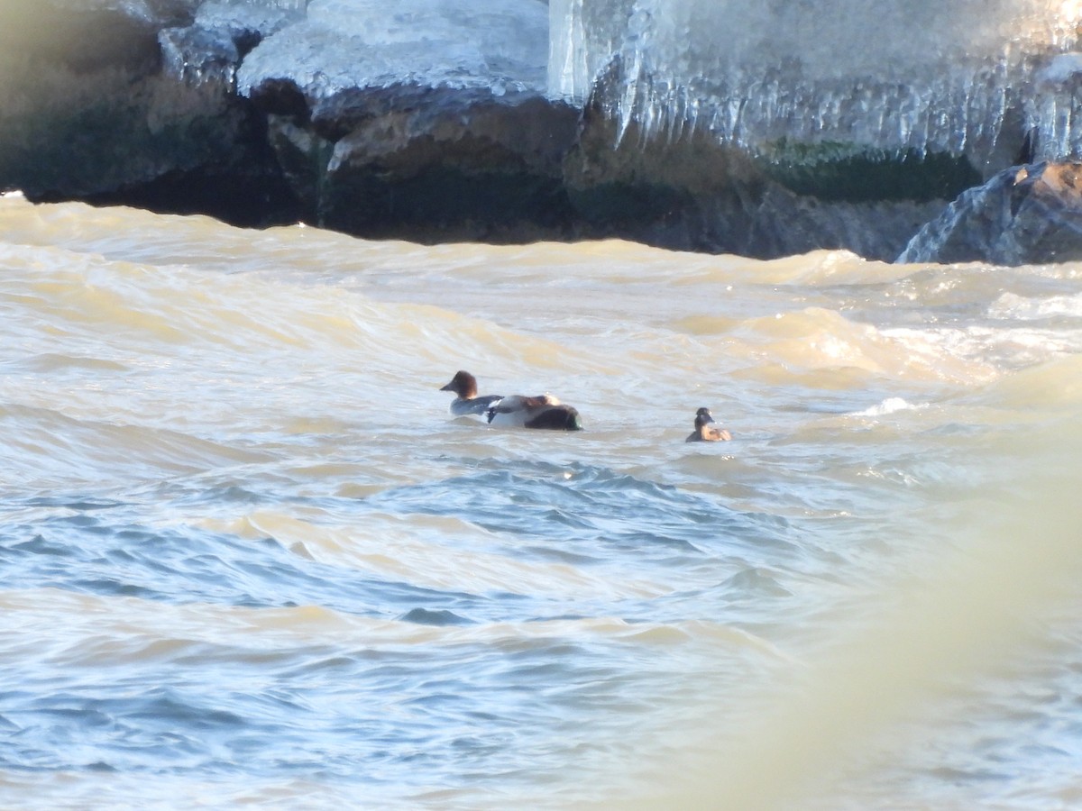 Harlequin Duck - Candy Giles