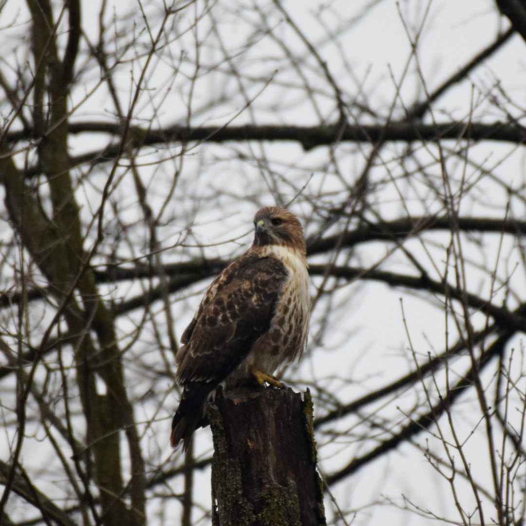 Red-tailed Hawk - ML289091741