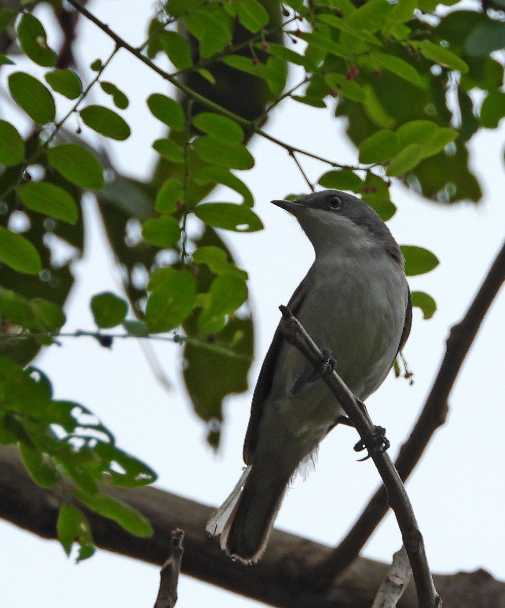 Eastern Orphean Warbler - krishnakumar K Iyer