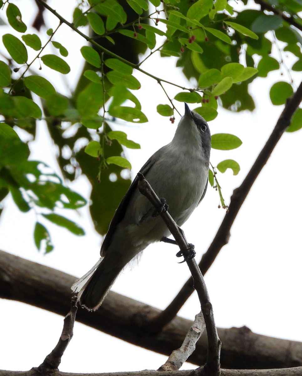 Eastern Orphean Warbler - ML289091781
