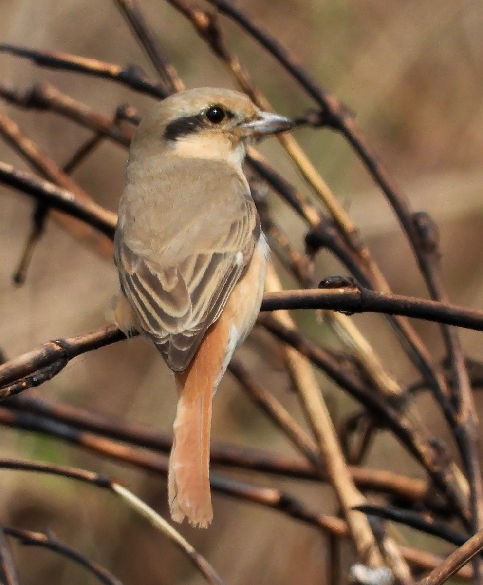 Antzandobi isabeldarra - ML289091971