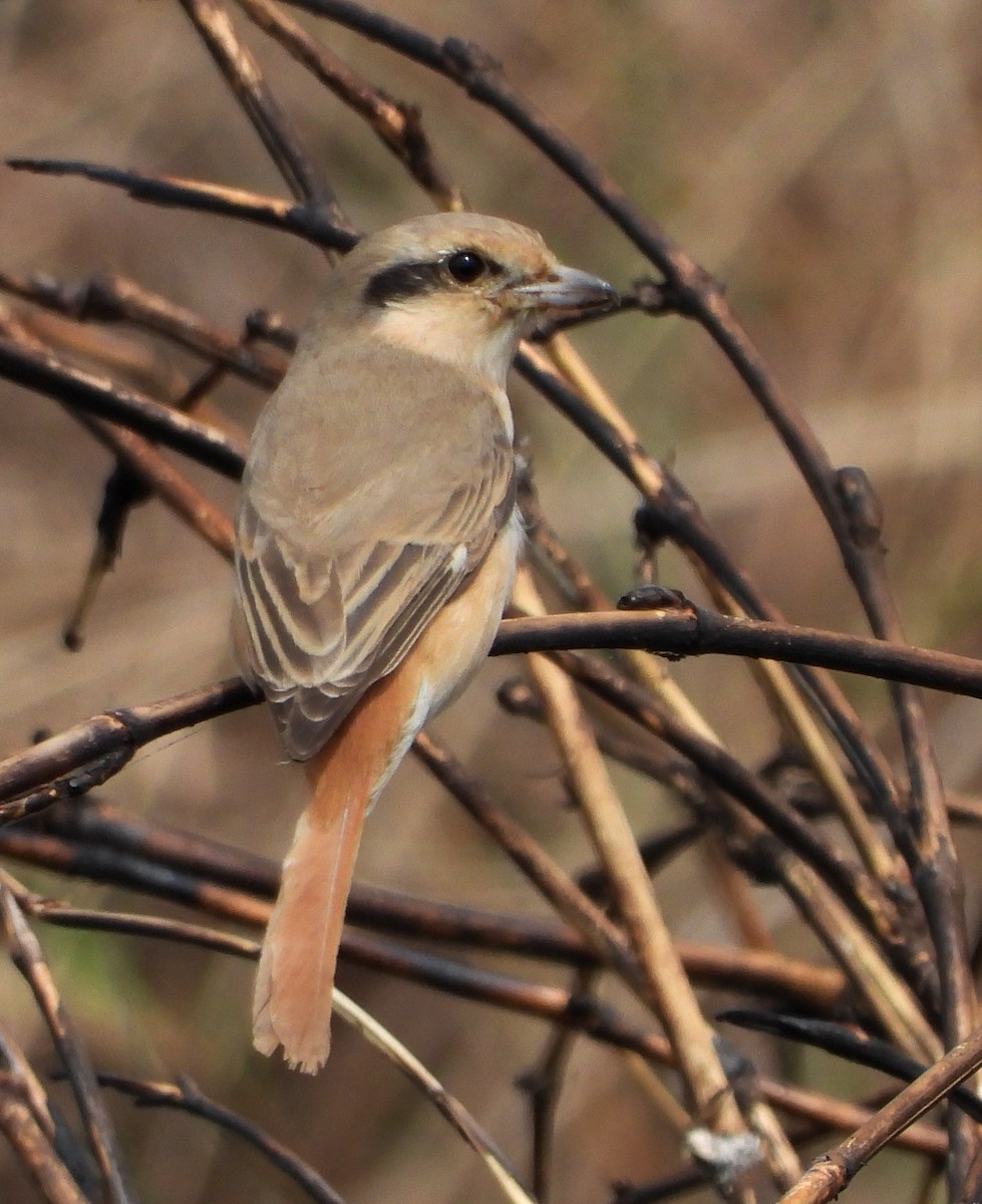 Isabelline Shrike - ML289091981