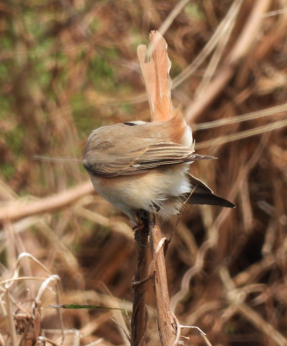 Isabelline Shrike - ML289091991