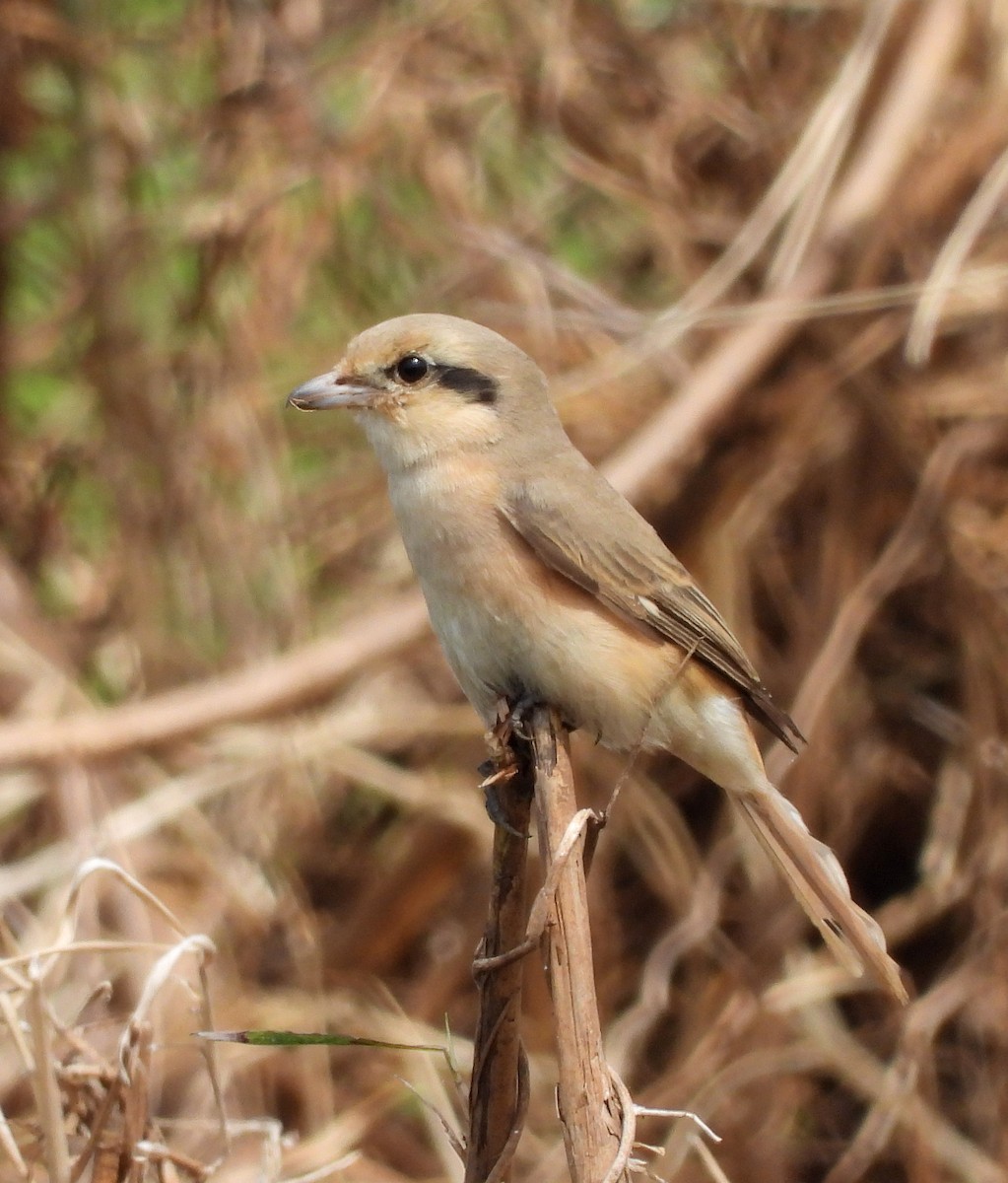 Isabelline Shrike - ML289092011