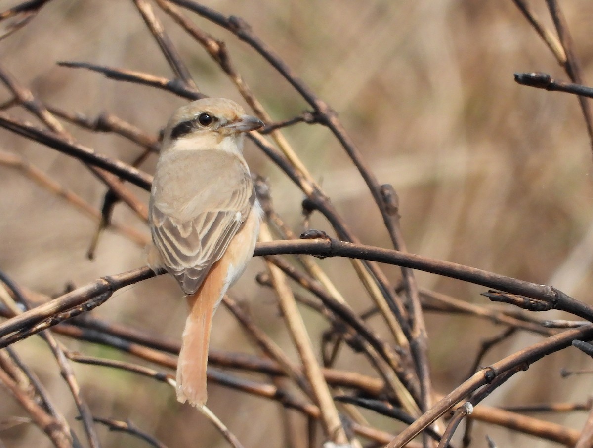 Isabelline Shrike - ML289092031