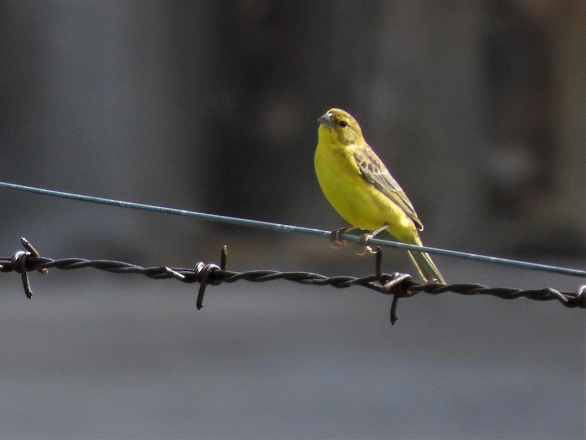 Grassland Yellow-Finch - ML289092041