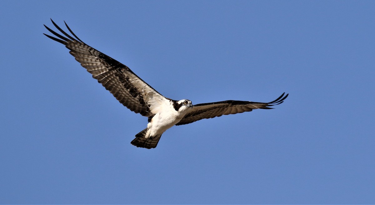 Osprey - Lew Johnson