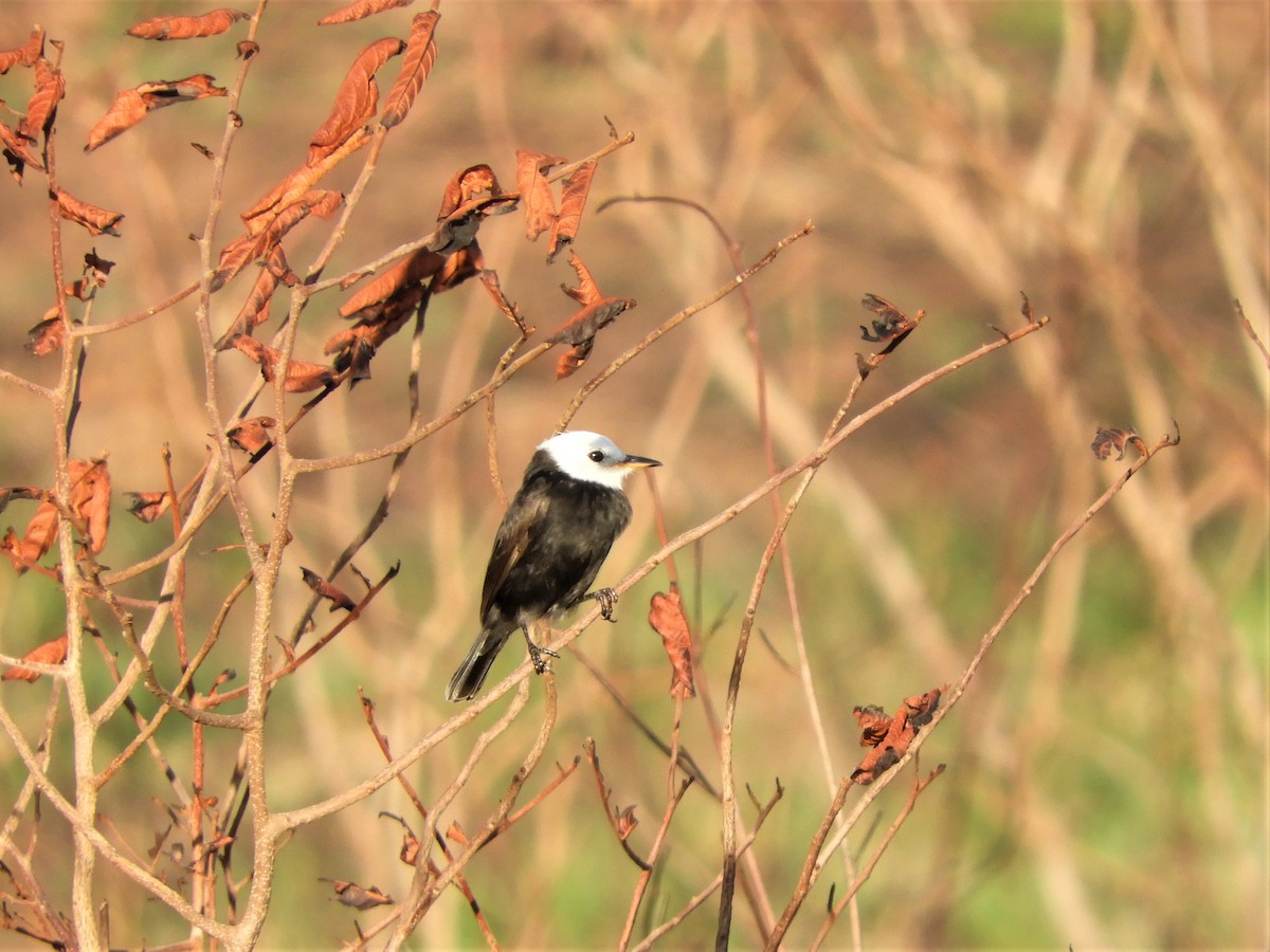 White-headed Marsh Tyrant - ML289092461