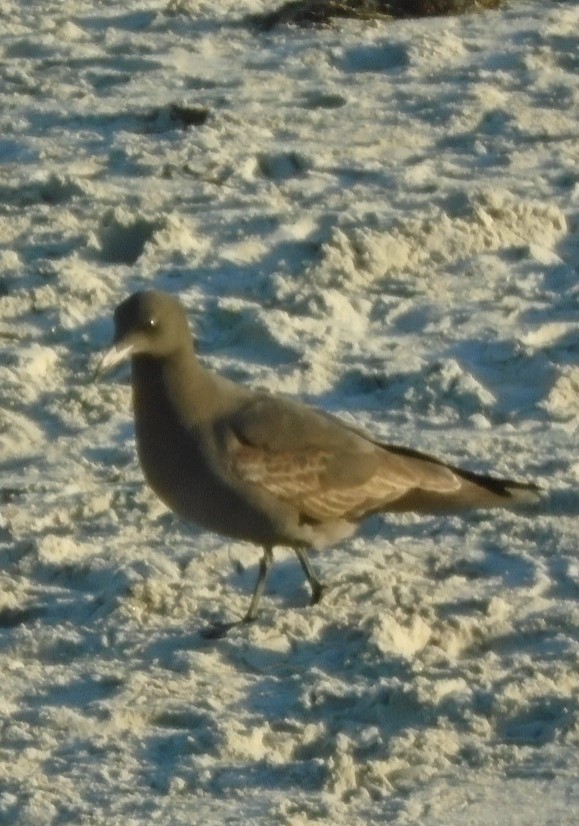 Heermann's Gull - Braxton Landsman