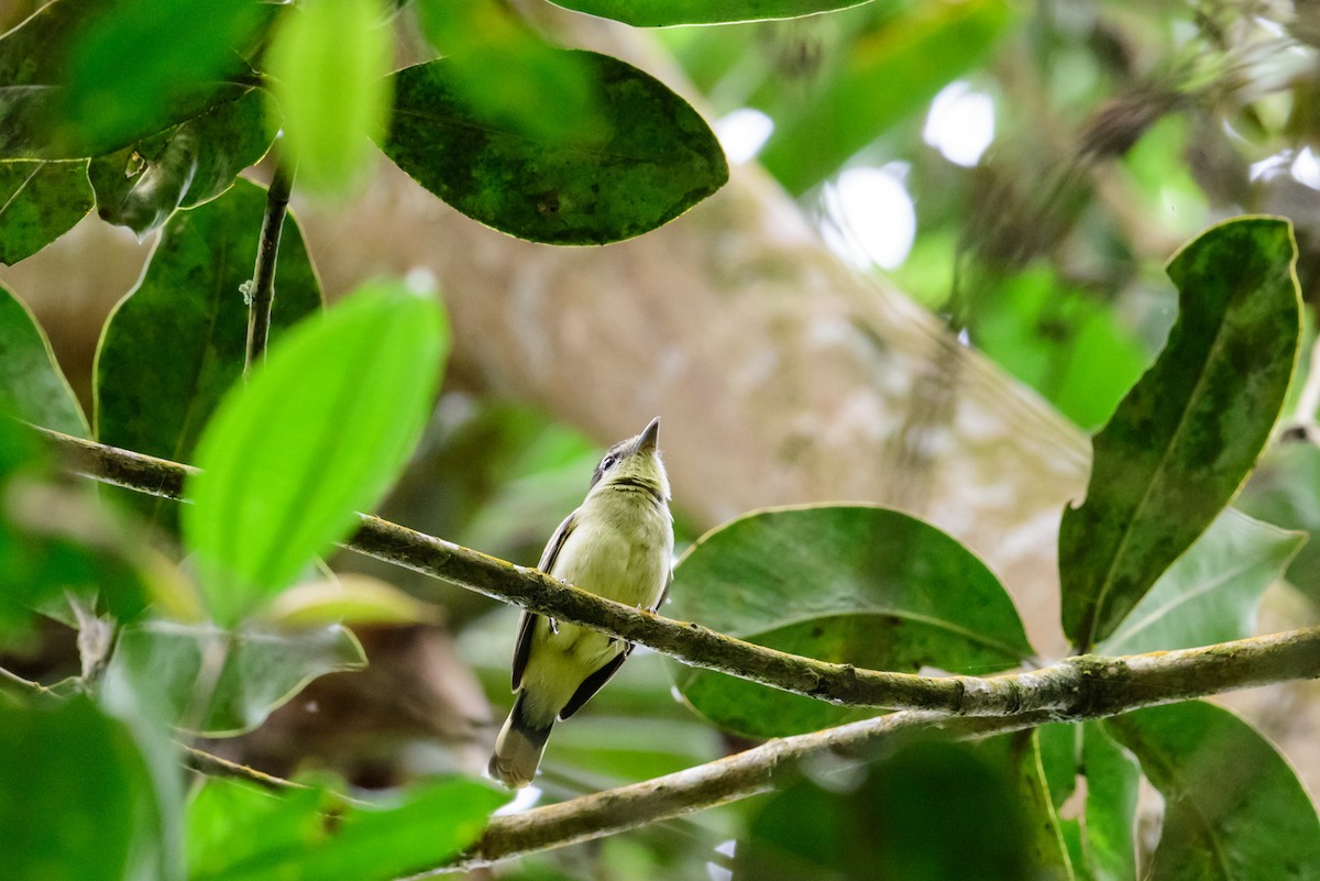 White-winged Becard - ML28909381