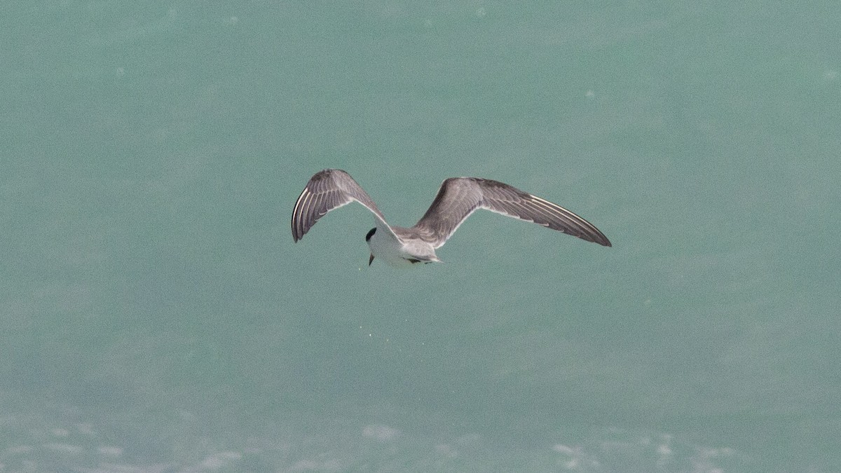 Common Tern - ML289093951