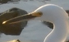 Snowy Egret - Braxton Landsman