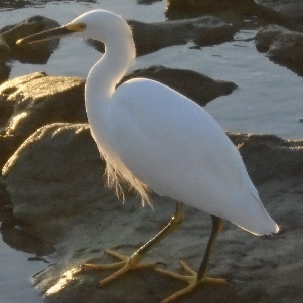 Snowy Egret - ML289094691