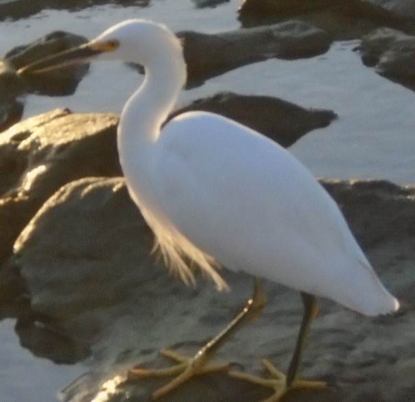 Snowy Egret - Braxton Landsman