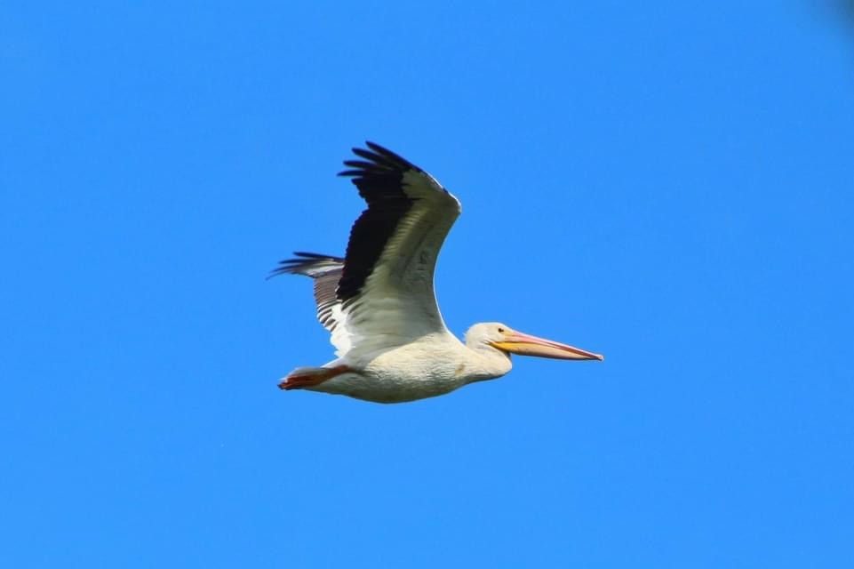 pelikán severoamerický - ML289095721