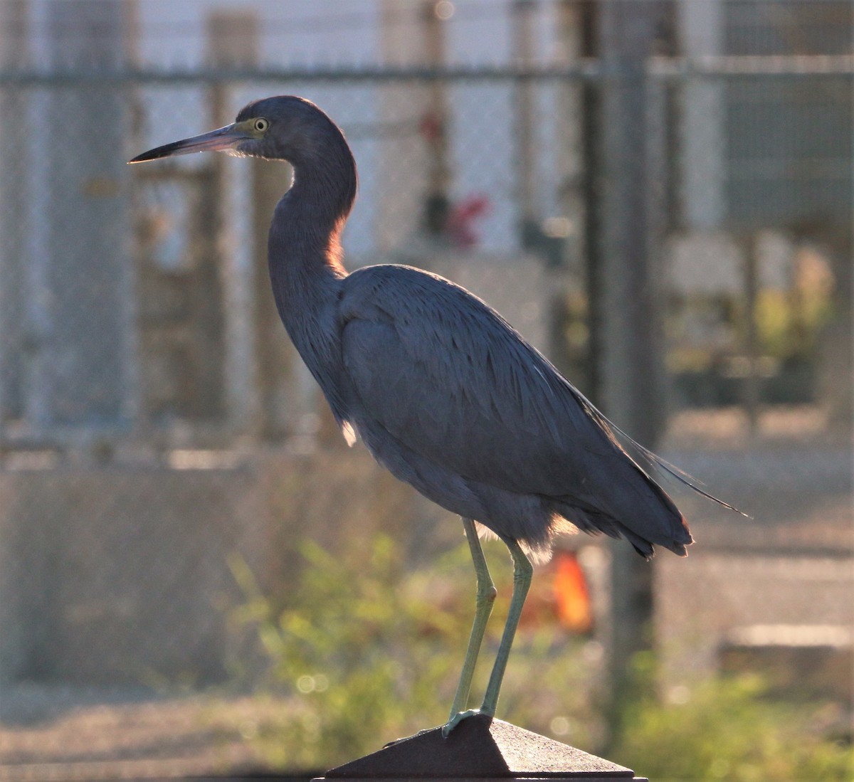 Little Blue Heron - Araks Ohanyan