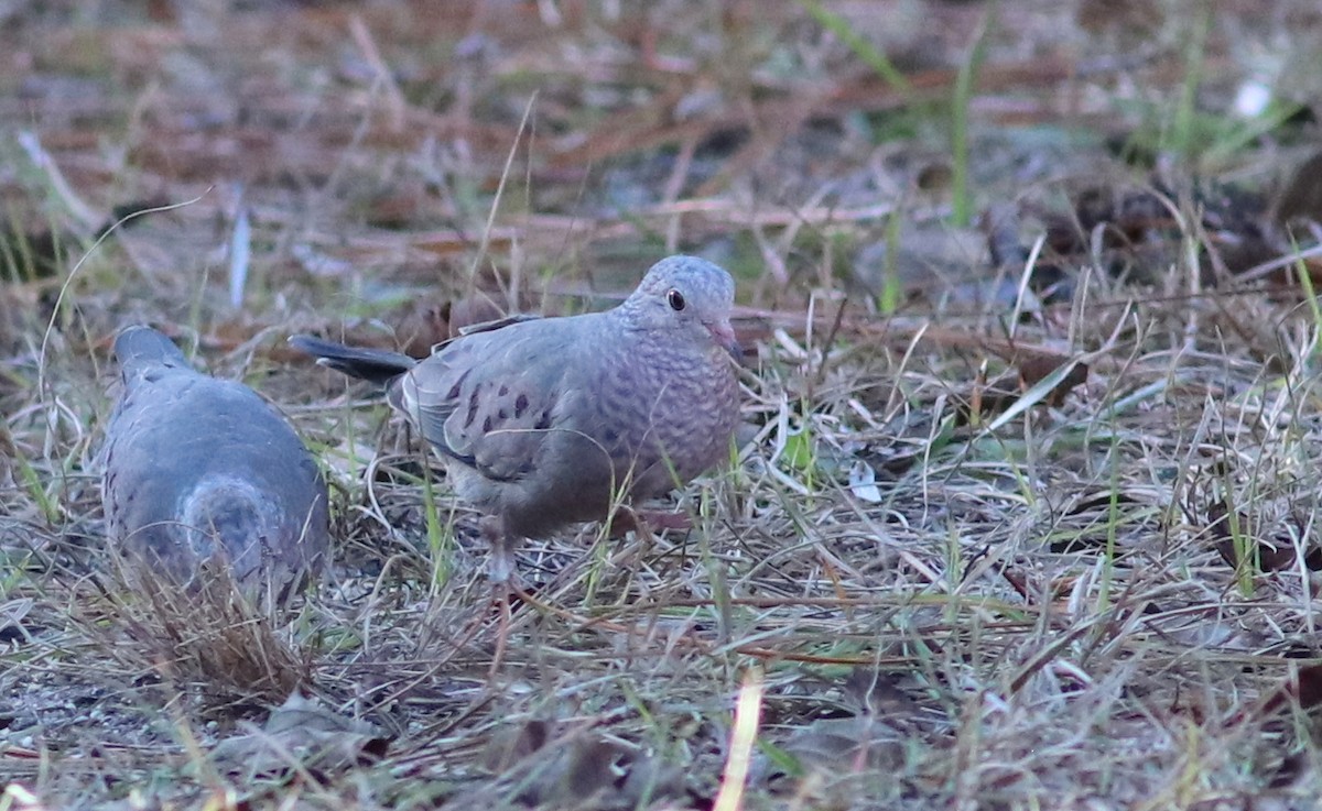 Common Ground Dove - Gary Leavens