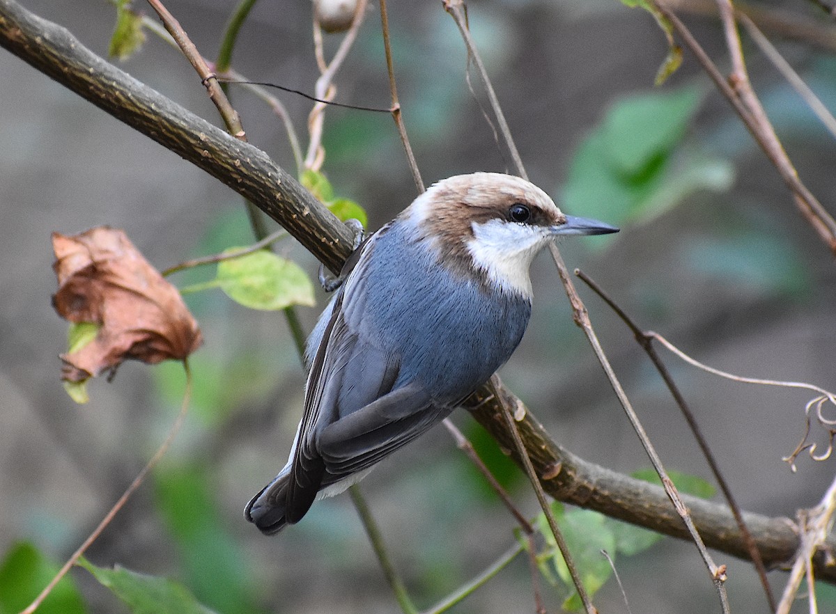 Brown-headed Nuthatch - John Lynch