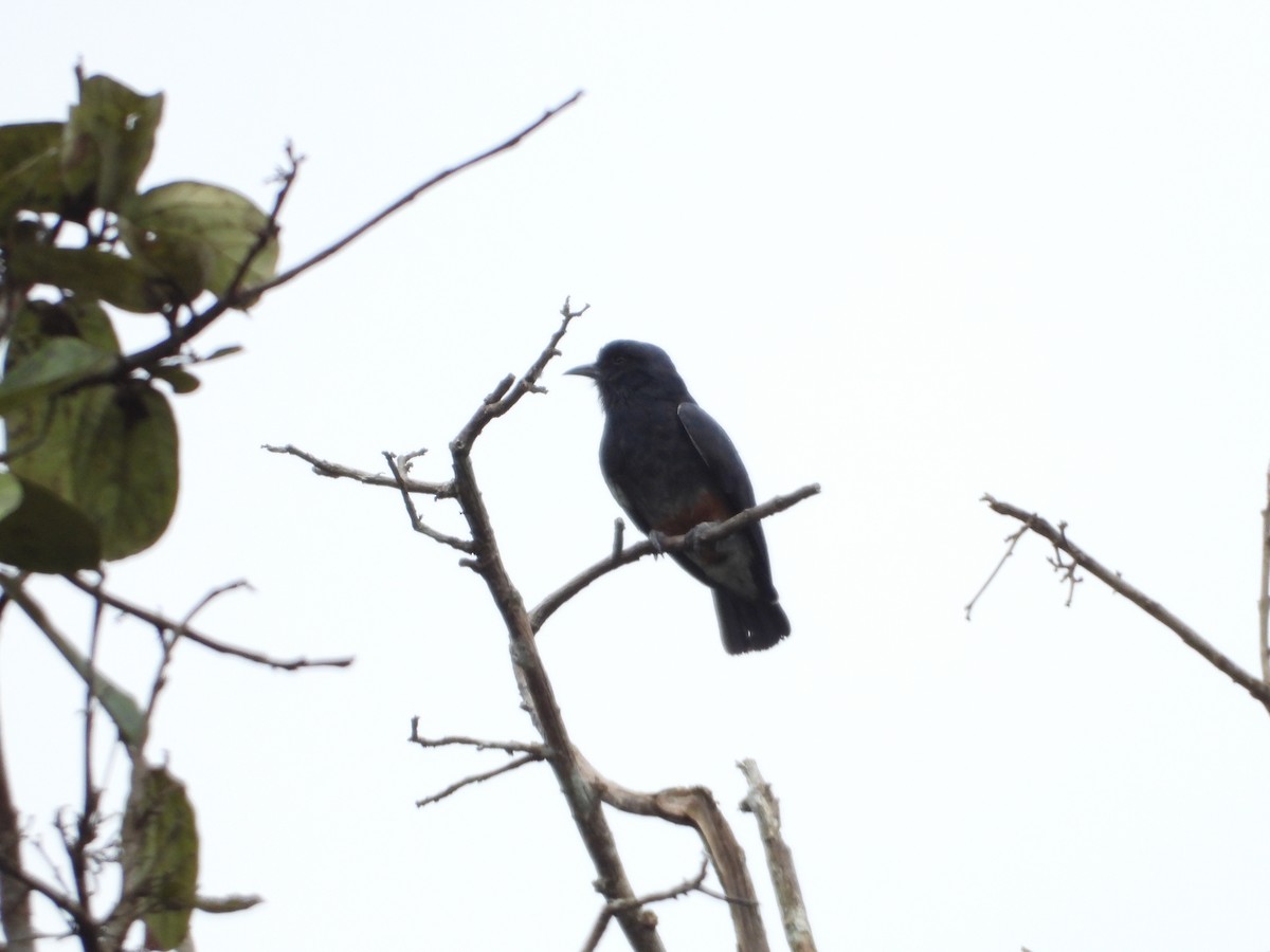 Swallow-winged Puffbird - Howard Friedman