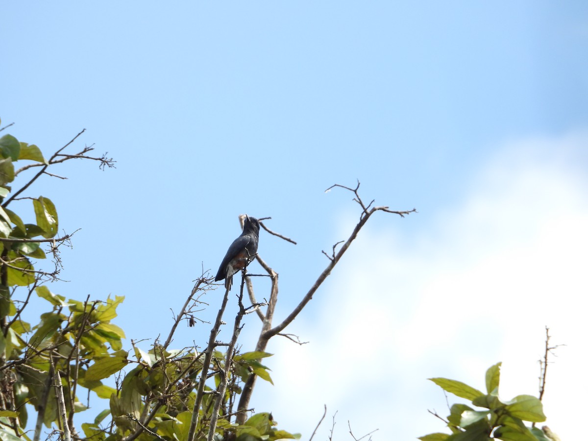 Swallow-winged Puffbird - ML289100271