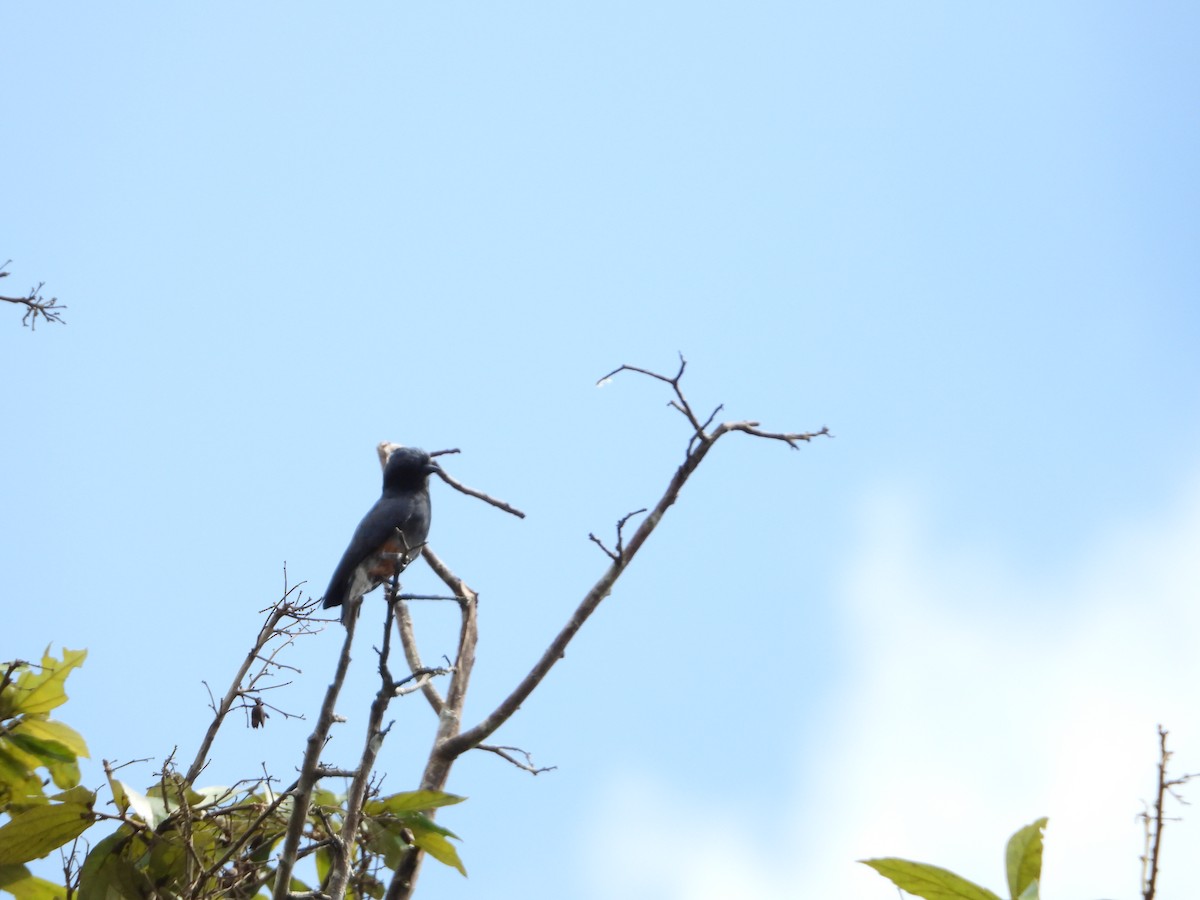 Swallow-winged Puffbird - Howard Friedman