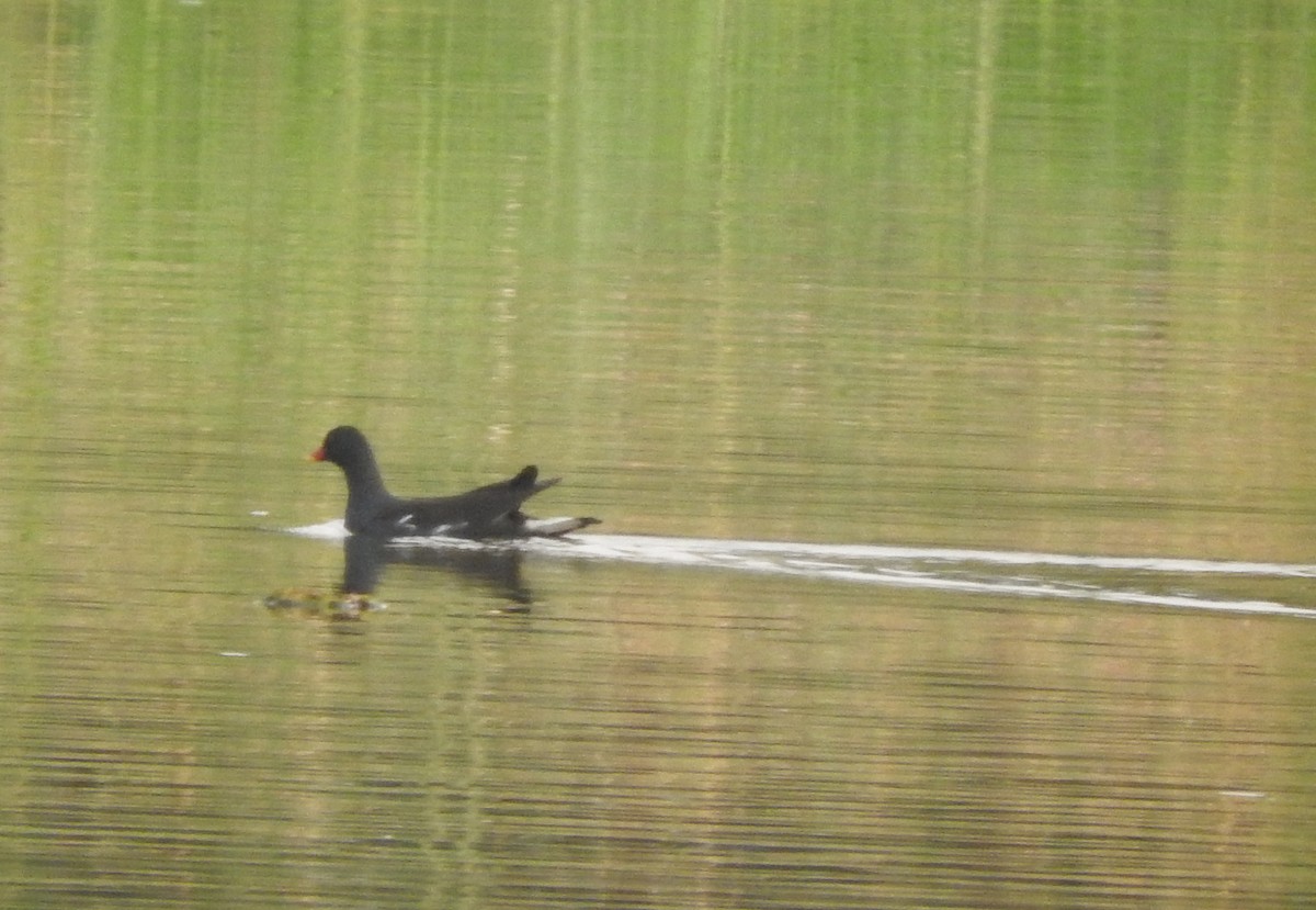 Eurasian Moorhen - ML289101451