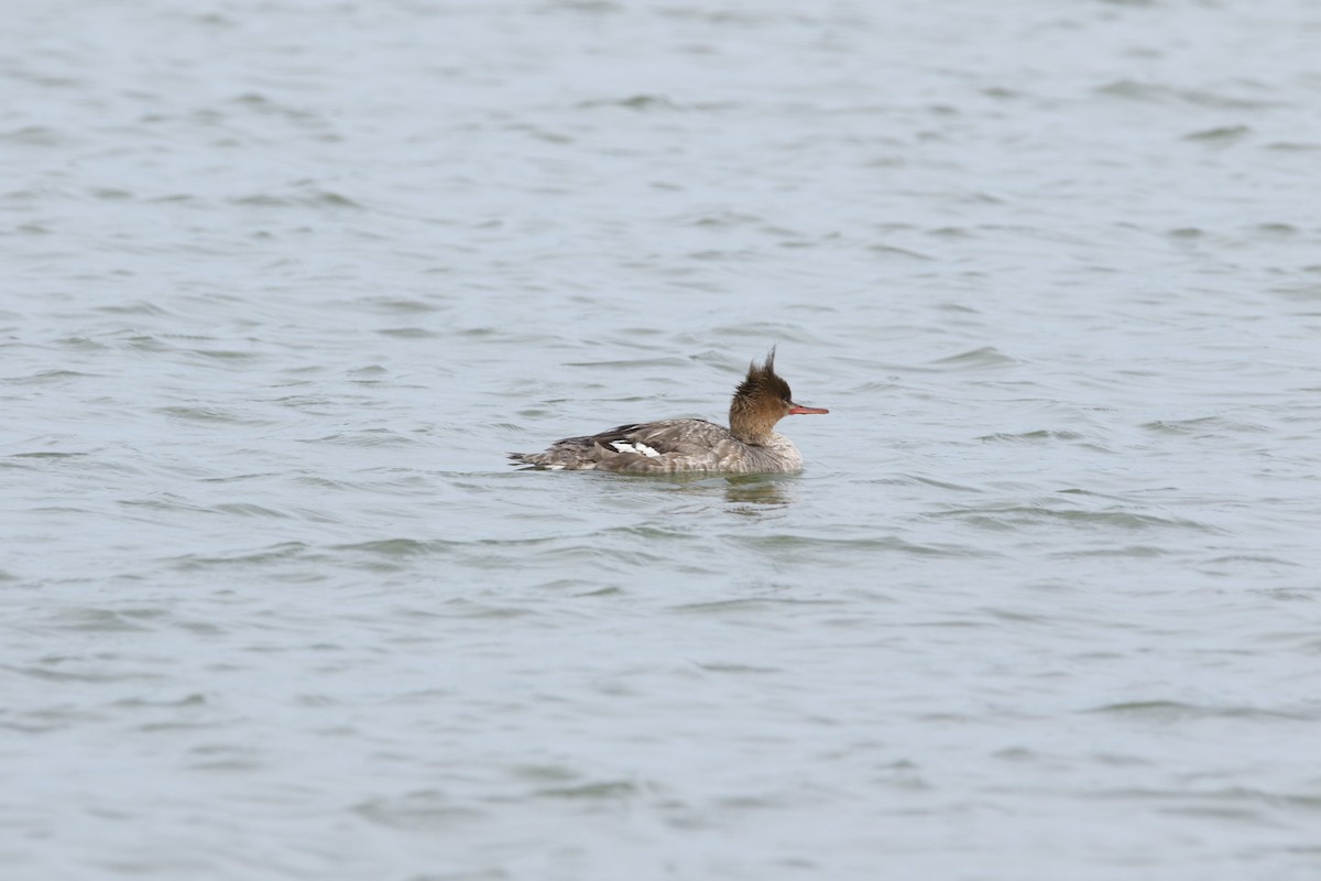 Red-breasted Merganser - ML28910151